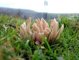 Attēlu rezultāti vaicājumam “Clavaria fumosa”