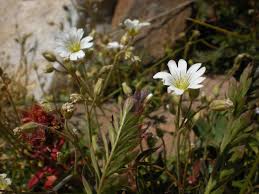 Attēlu rezultāti vaicājumam “Cerastium arvense leaf”