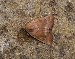 Attēlu rezultāti vaicājumam “Cosmia trapezina”