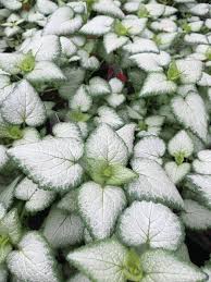 Attēlu rezultāti vaicājumam “Lamium maculatum leaf”