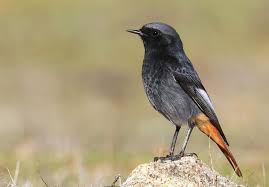 Attēlu rezultāti vaicājumam “Phoenicurus ochruros”