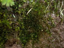 Attēlu rezultāti vaicājumam “Acaulon muticum”