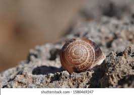 Attēlu rezultāti vaicājumam “Helicidae”