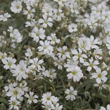 Image result for cerastium tomentosum