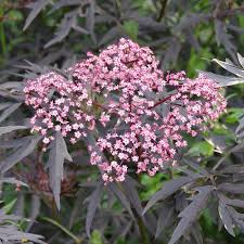 Attēlu rezultāti vaicājumam “Sambucus nigra”