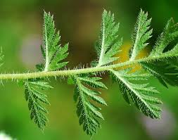 Attēlu rezultāti vaicājumam “Erodium cicutarium leaf”