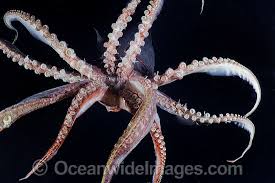 Image result for Dosidicus gigas