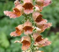 Image result for Digitalis ferruginea