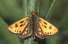 Attēlu rezultāti vaicājumam “Carterocephalus silvicolus”