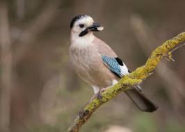 Attēlu rezultāti vaicājumam “Garrulus glandarius”