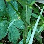 Attēlu rezultāti vaicājumam “Ranunculus lingua leaf”