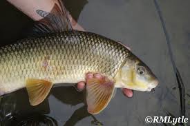 Image result for Moxostoma macrolepidotum