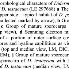 Attēlu rezultāti vaicājumam “Diderma testaceum sessile”