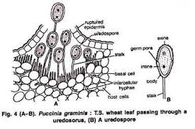 Attēlu rezultāti vaicājumam “Puccinia poarum”