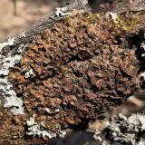 Attēlu rezultāti vaicājumam “Melanohalea olivacea”