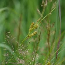 Attēlu rezultāti vaicājumam “Carex pallescens”