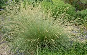 Attēlu rezultāti vaicājumam “Festuca altissima leaf”