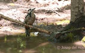 Attēlu rezultāti vaicājumam “Dendrocopos major male”