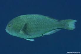 Image result for Calotomus carolinus