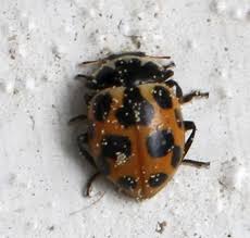 Attēlu rezultāti vaicājumam “Hippodamia notata”