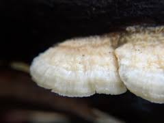 Attēlu rezultāti vaicājumam “Postia fragilis”