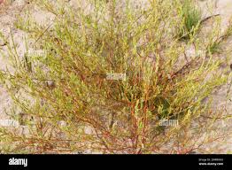 Attēlu rezultāti vaicājumam “Corispermum hyssopifolium fruit”