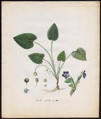 Attēlu rezultāti vaicājumam “Viola hirta”