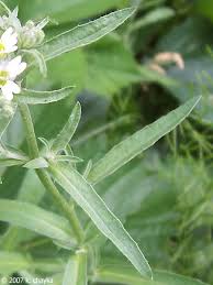 Attēlu rezultāti vaicājumam “Berteroa incana leaf”