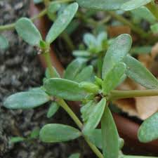 Attēlu rezultāti vaicājumam “Portulaca oleracea leaf”
