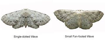 Attēlu rezultāti vaicājumam “Idaea dimidiata”