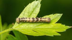 Attēlu rezultāti vaicājumam “Phigalia pilosaria”