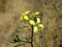 Attēlu rezultāti vaicājumam “Sisymbrium altissimum”