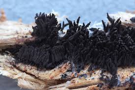 Attēlu rezultāti vaicājumam “Stemonaria irregularis macro”