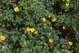 Attēlu rezultāti vaicājumam “Pentaphylloides fruticosa leaf”