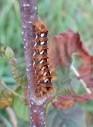 Attēlu rezultāti vaicājumam “Acronicta rumicis larva”