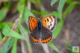 Attēlu rezultāti vaicājumam “Lycaena phlaeas female”
