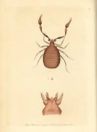 Attēlu rezultāti vaicājumam “Chelifer cancroides”