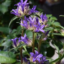 Attēlu rezultāti vaicājumam “Campanula glomerata bud”