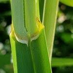 Attēlu rezultāti vaicājumam “Glyceria maxima fruit”