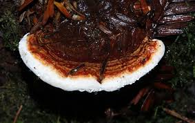 Attēlu rezultāti vaicājumam “Heterobasidion parviporum”