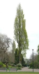 Attēlu rezultāti vaicājumam “Populus nigra”