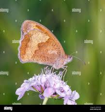 Attēlu rezultāti vaicājumam “Maniola jurtina female”