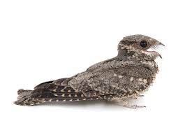 Attēlu rezultāti vaicājumam “Caprimulgus europaeus adult”