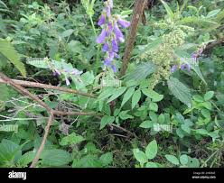 Attēlu rezultāti vaicājumam “Galega orientalis leaf”