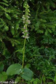 Attēlu rezultāti vaicājumam “Epipactis helleborine leaf”