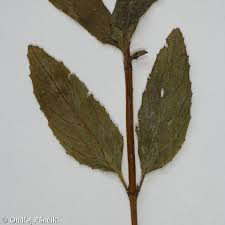 Attēlu rezultāti vaicājumam “Epilobium roseum”