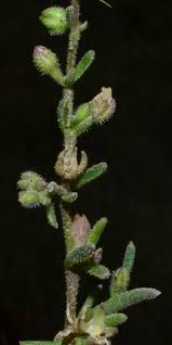 Attēlu rezultāti vaicājumam “Spergularia marina leaf”