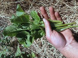 Attēlu rezultāti vaicājumam “Chenopodium bonus-henricus leaf”
