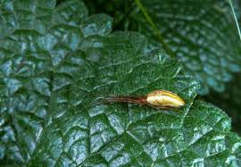 Attēlu rezultāti vaicājumam “Tetragnatha montana”