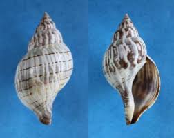 Image result for Cinctura hunteria